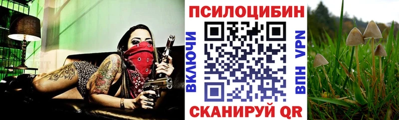 Псилоцибиновые грибы Psilocybe  OMG маркетплейс  Всеволожск 